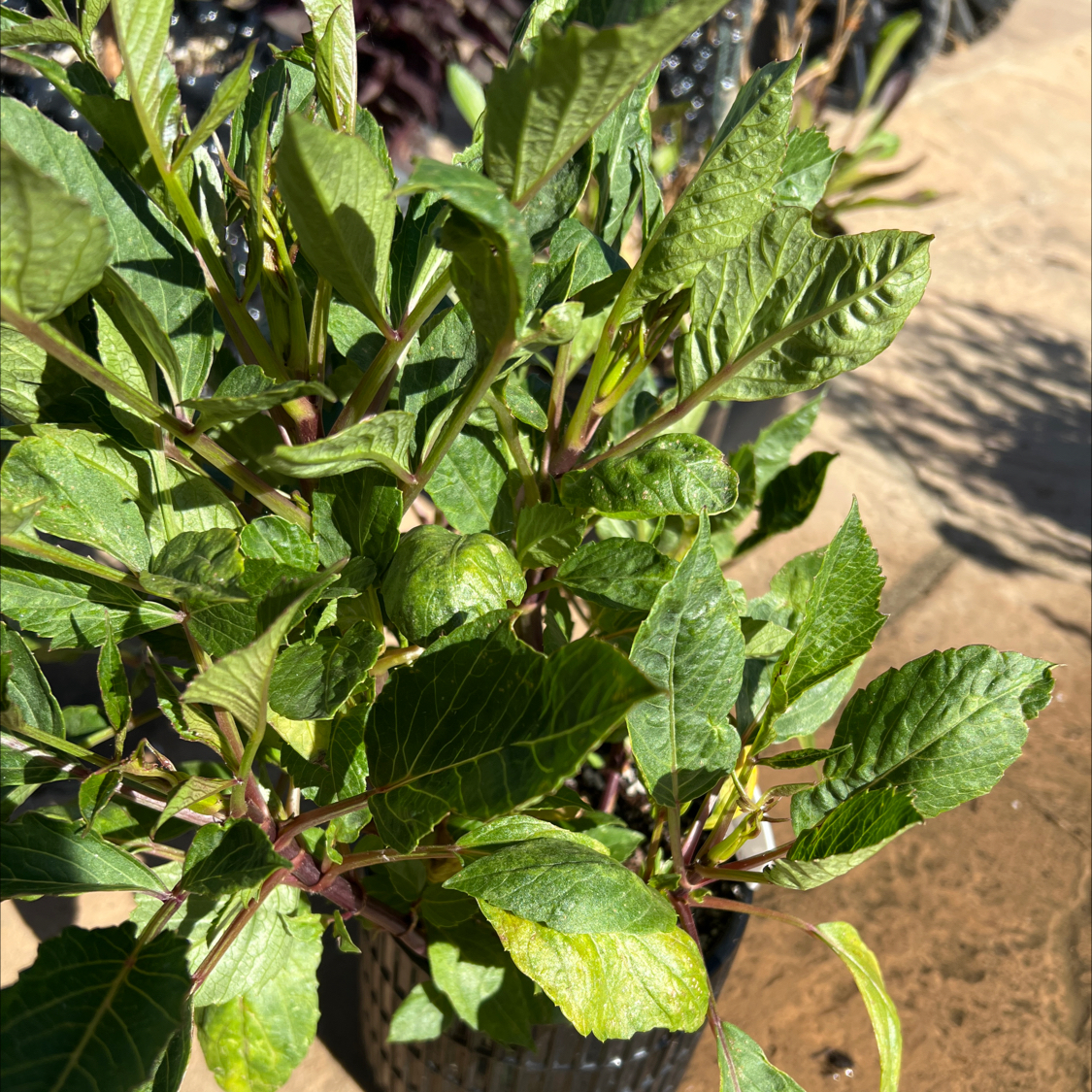 Photo of the plant species Dahlias by @LpcRookie named Rosa on Greg, the plant care app