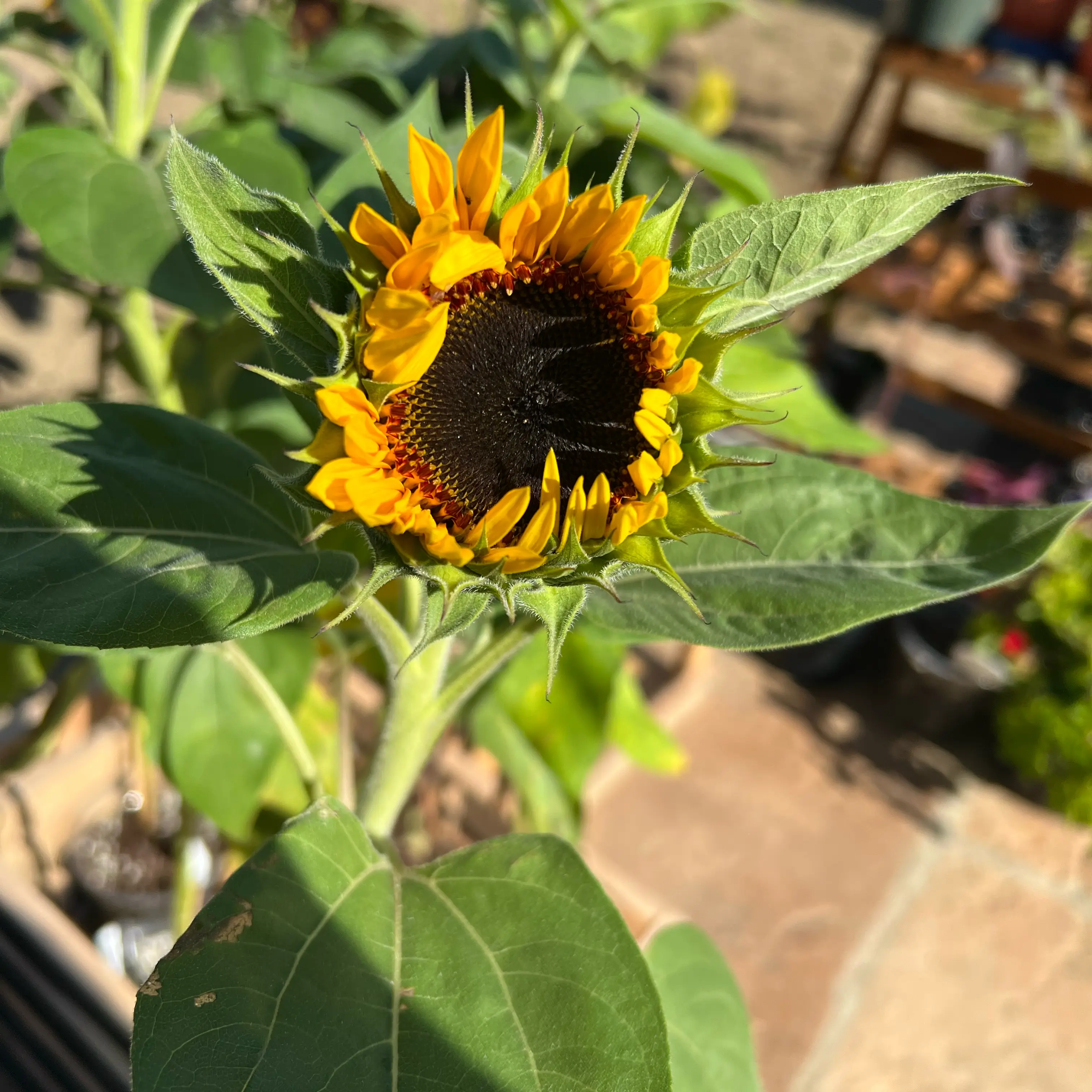 Photo of the plant species Sunflower 'Cutting Gold' by @LpcRookie named Kobe on Greg, the plant care app