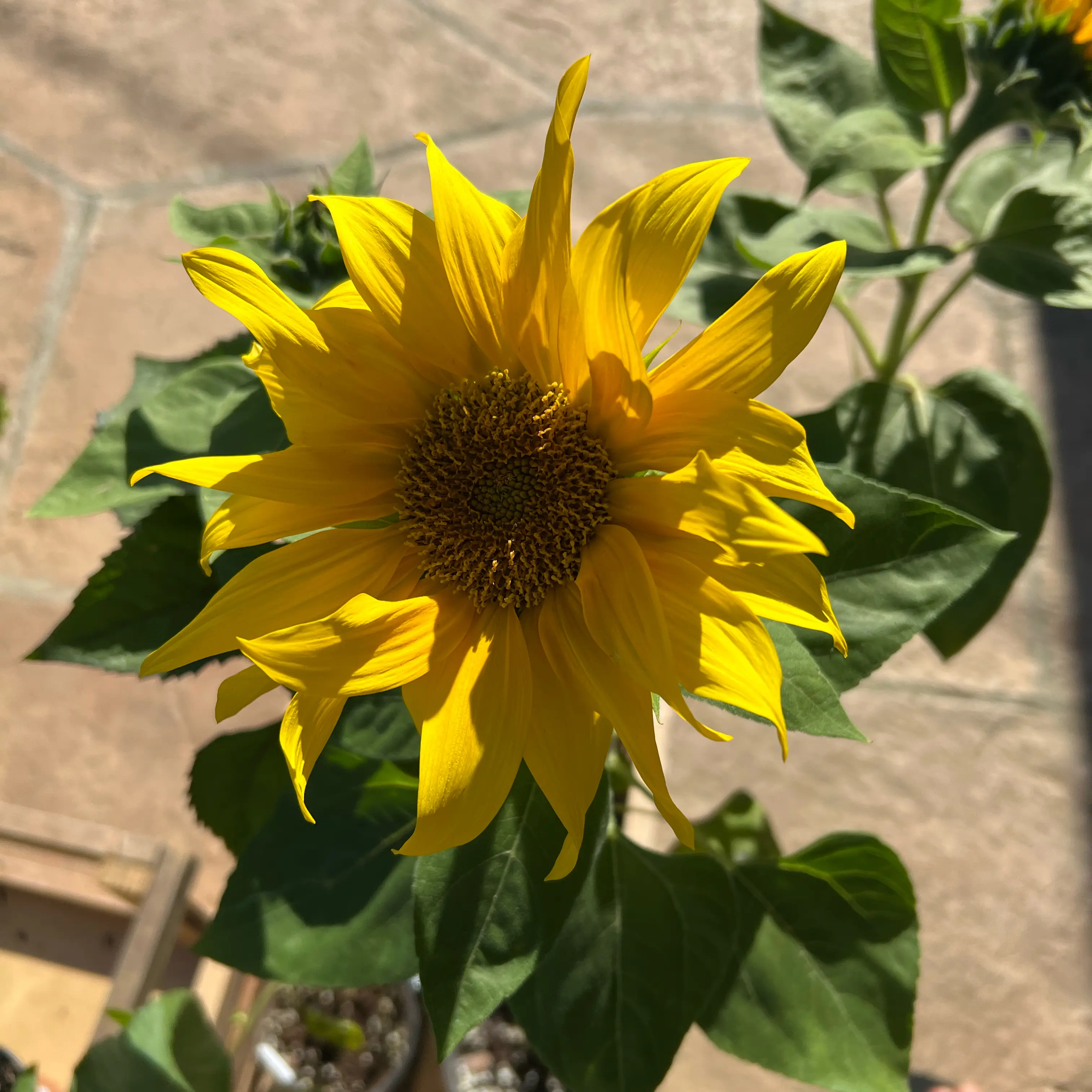 Photo of the plant species Common Sunflower 'Russian Mammoth' by @LpcRookie named Darwin on Greg, the plant care app
