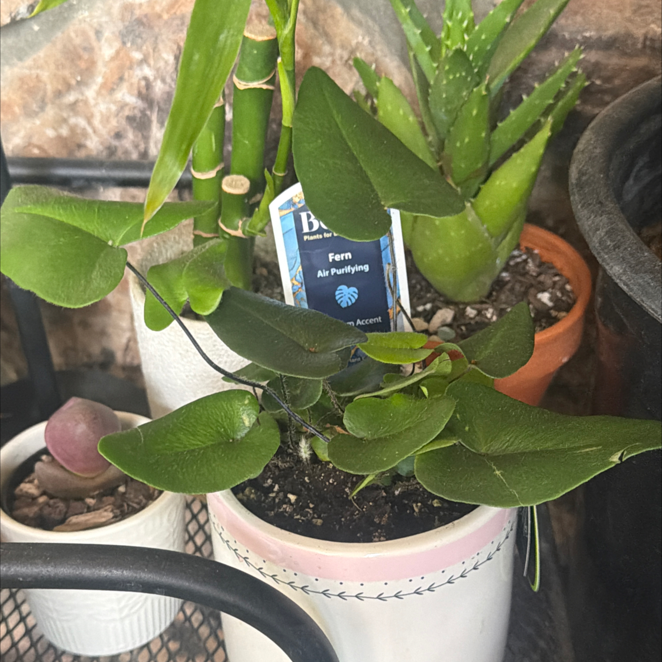 Photo of the plant species Fern Heart by @LpcRookie named Fernie Mae on Greg, the plant care app