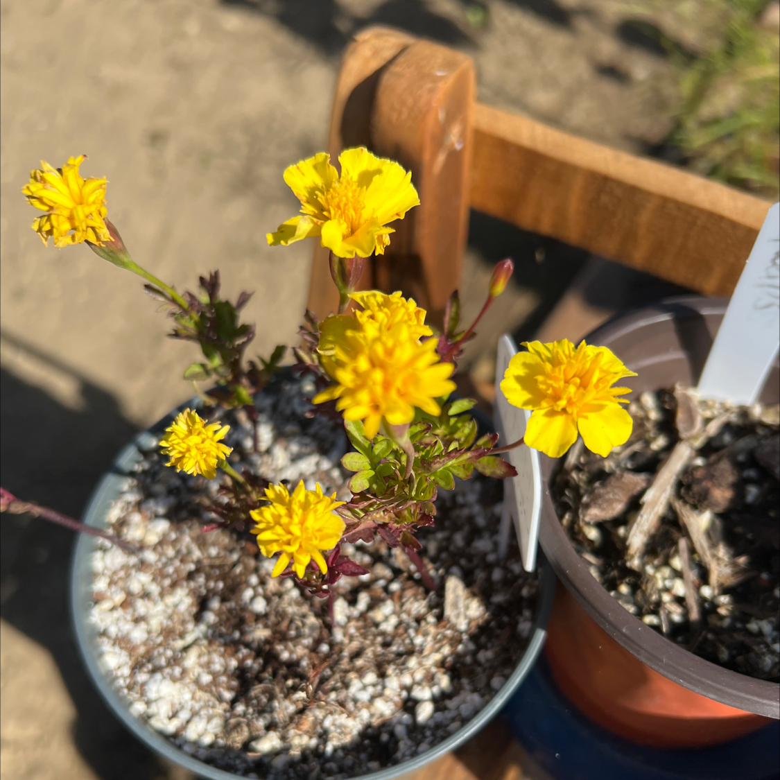 Photo of the plant species Marigold by @LpcRookie named Osmo on Greg, the plant care app
