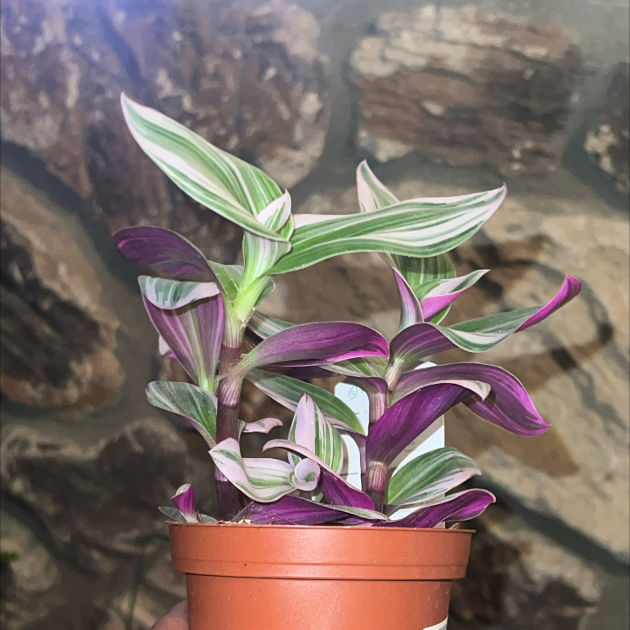 Photo of the plant species Tradescantia Bubblegum by @LpcRookie named Pinky on Greg, the plant care app