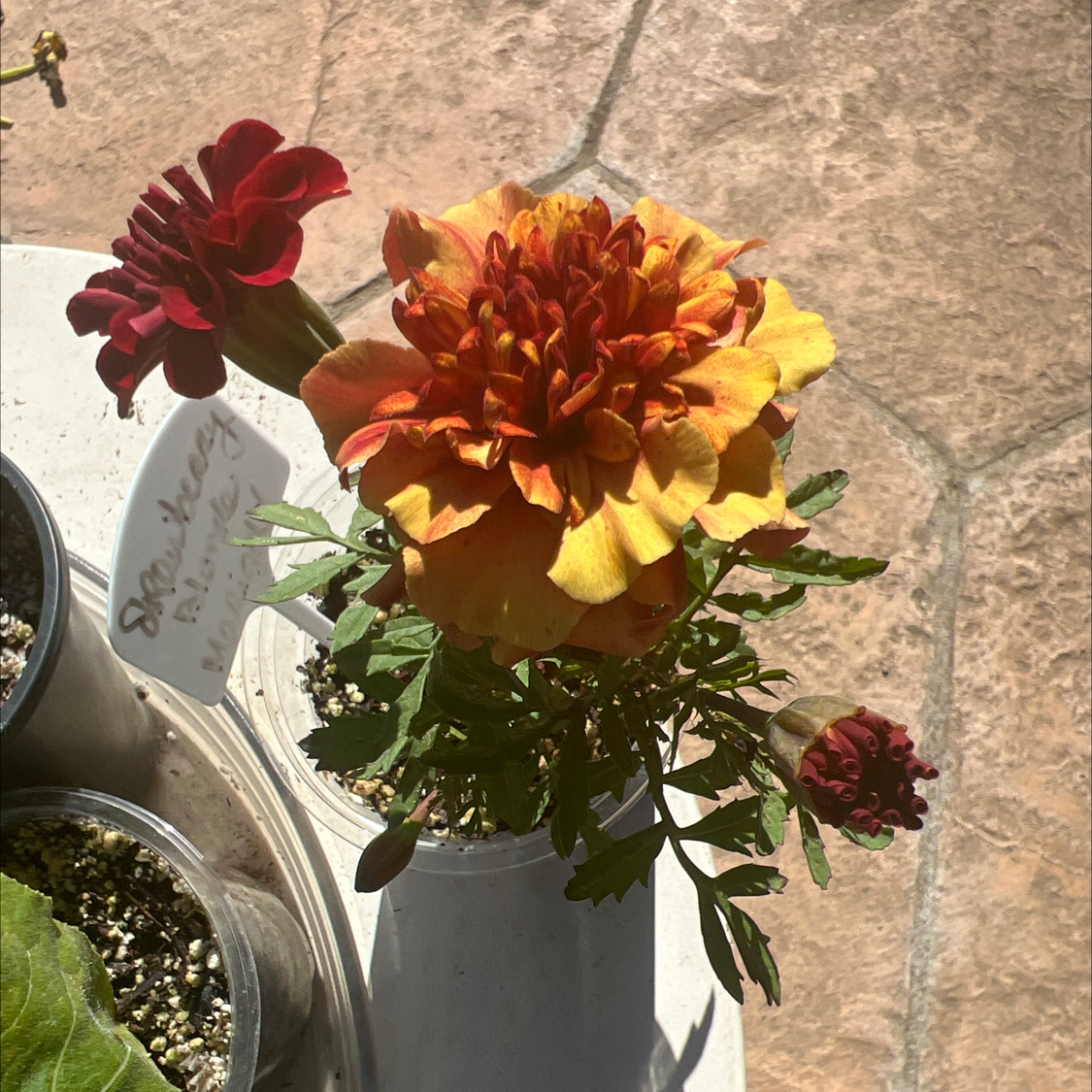 Photo of the plant species French Marigold 'Strawberry Blonde' by @LpcRookie named James Dean on Greg, the plant care app