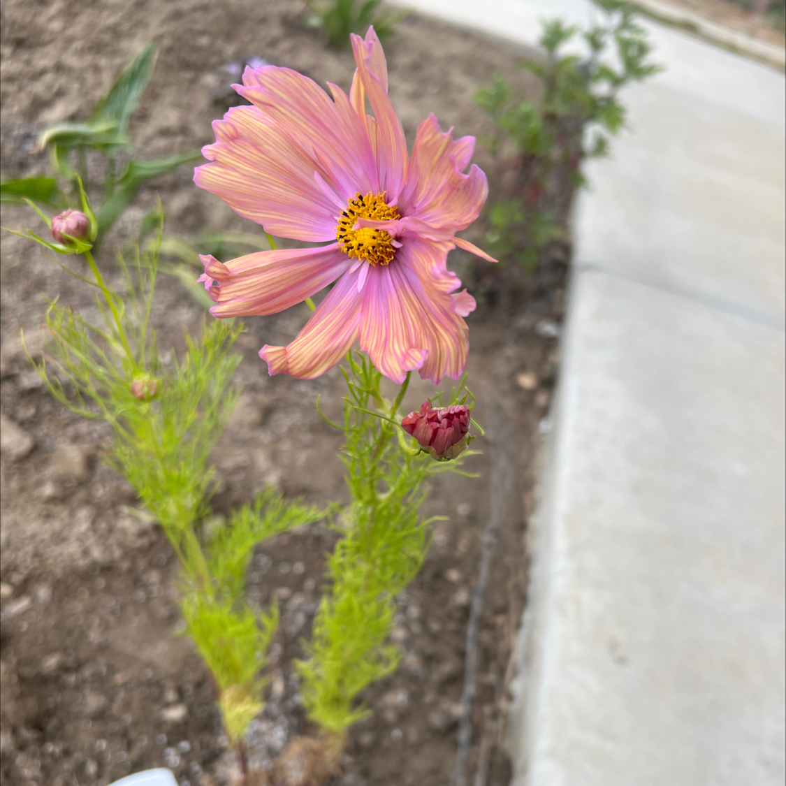 Photo of the plant species Cosmos 'Apricotta' by @LpcRookie named Austen on Greg, the plant care app