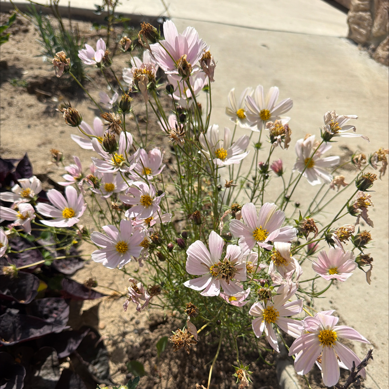 Photo of the plant species Cosmos 'Apricot Lemonade' by @LpcRookie named Lavender on Greg, the plant care app