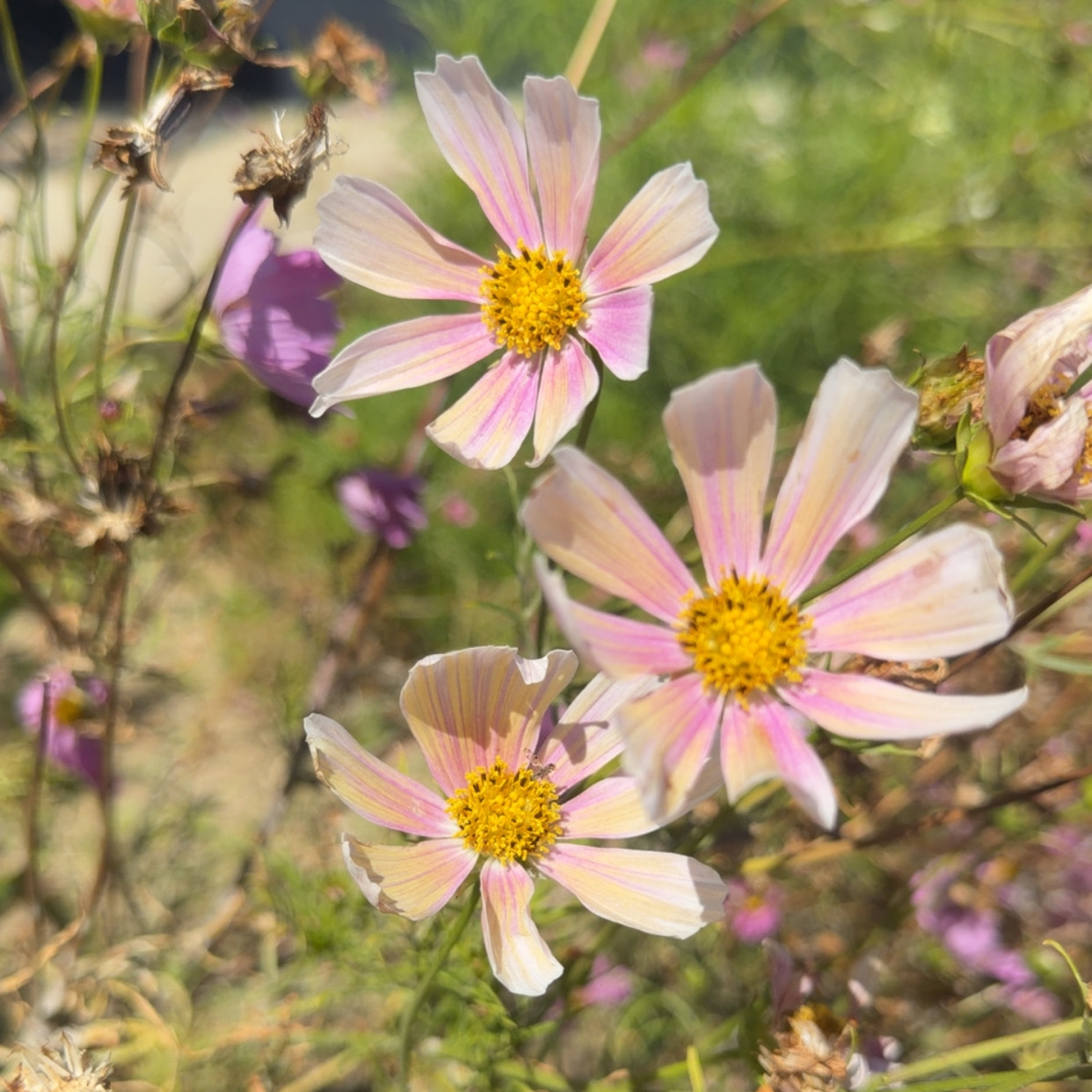 Photo of the plant species Cosmos 'Apricot Lemonade' by @LpcRookie named Cosmo on Greg, the plant care app