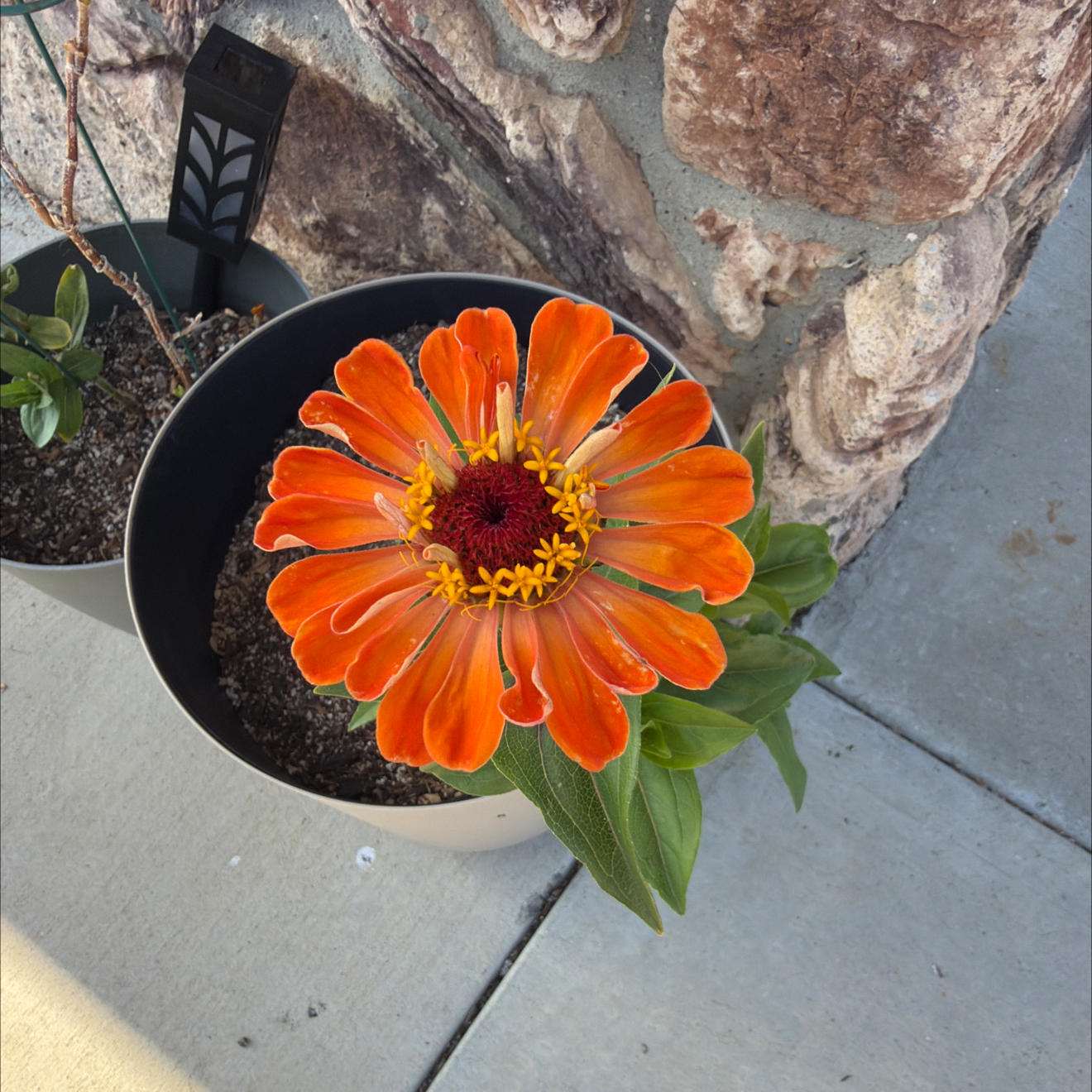 Photo of the plant species Zinderella Pastels Blend Zinnia by @LpcRookie named Doja Cat on Greg, the plant care app