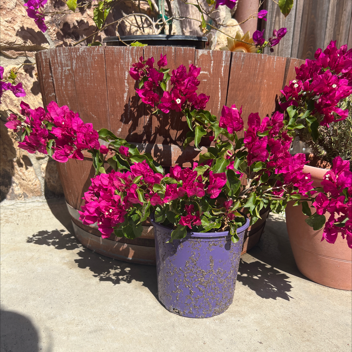 Photo of the plant species Bougainvillea 'Purple Princess' by @LpcRookie named Gaga on Greg, the plant care app