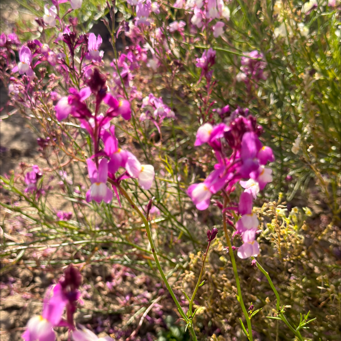 Photo of the plant species Small Snapdragon by @LpcRookie named Bruce Lee on Greg, the plant care app