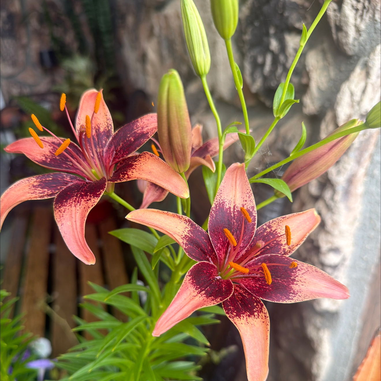 Photo of the plant species Purple Dream Lily by @LpcRookie named Prince on Greg, the plant care app