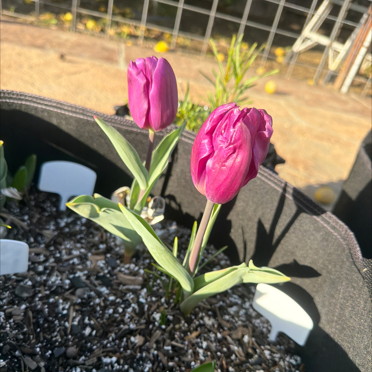Photo of the plant species Tulip 'Purple Flag' by @LpcRookie named Zion on Greg, the plant care app