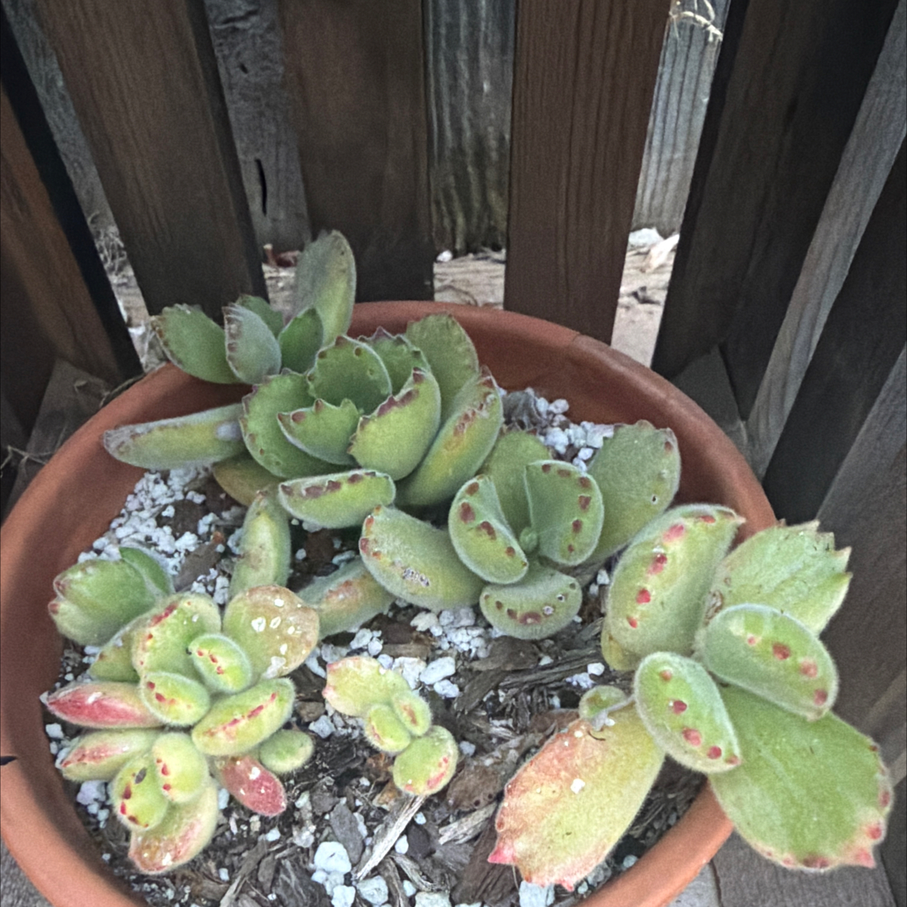 Photo of the plant species Cotyledon ladismithiensis 'Variegata' by @LpcRookie named Bubbas on Greg, the plant care app
