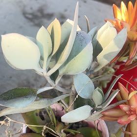 Photo of the plant species Silver Spoon by @LpcRookie named Cooper on Greg, the plant care app