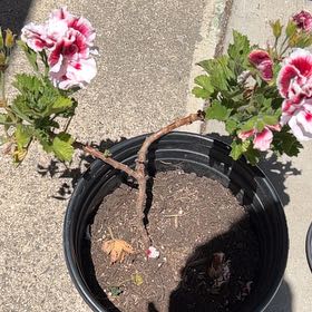 Photo of the plant species Regal Geranium by @LpcRookie named Alina on Greg, the plant care app
