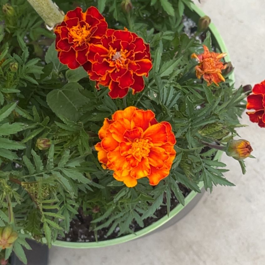 Photo of the plant species Marigold by @LpcRookie named Bigleef Smalls on Greg, the plant care app