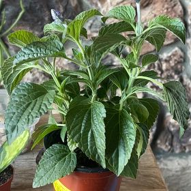 Photo of the plant species Salvia 'Balsalmysty' Mysty by @LpcRookie named Sylvia on Greg, the plant care app