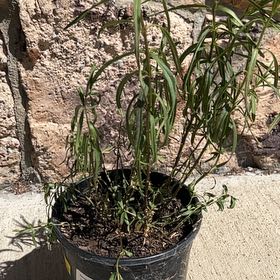 Photo of the plant species Mexican Milkweed by @LpcRookie named Miklo on Greg, the plant care app