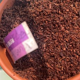 Photo of the plant species Crown Purple Pansy by @LpcRookie named Michelle Branch on Greg, the plant care app