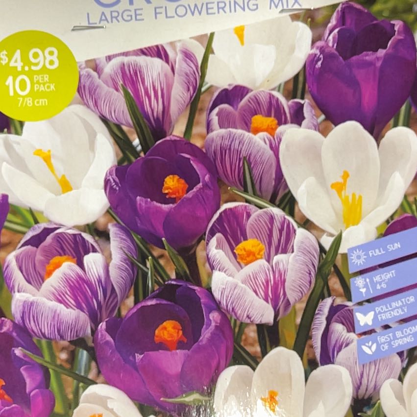 Photo of the plant species Crocus by @LpcRookie named Lebron on Greg, the plant care app