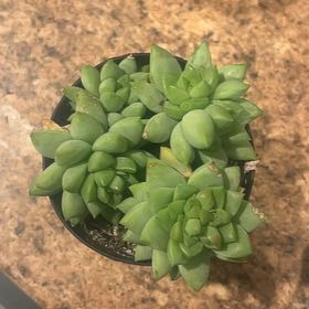 Photo of the plant species Sedeveria 'Peridot Passion' by @LpcRookie named August on Greg, the plant care app