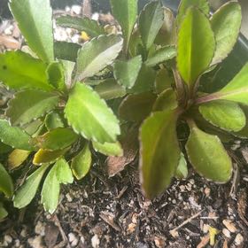 Photo of the plant species Silver Princess Daisy by @LpcRookie named Rihanna on Greg, the plant care app