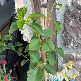 Photo of the plant species Bougainvillea x buttiana by @LpcRookie named Thai Delight on Greg, the plant care app