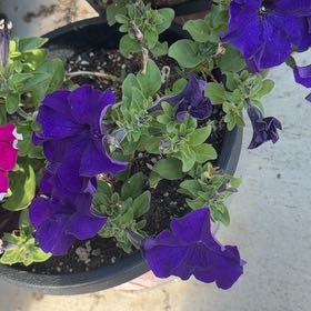 Photo of the plant species Petunia 'Midnight' by @LpcRookie named Figyonce on Greg, the plant care app