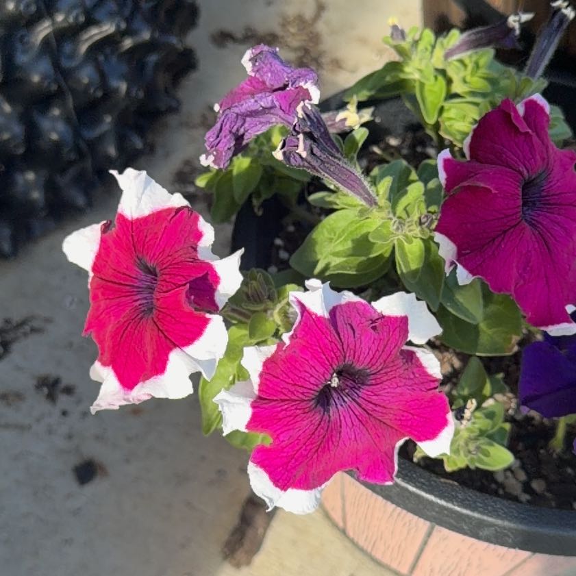 Photo of the plant species Petunia 'Supertunia Royal Magenta' by @LpcRookie named Keanu Leaves on Greg, the plant care app