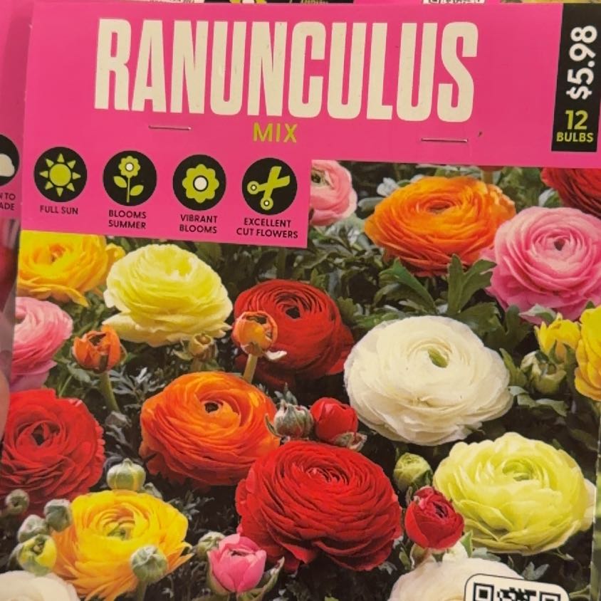 Photo of the plant species Ranunculus 'Mixed' by @LpcRookie named Ronnie on Greg, the plant care app
