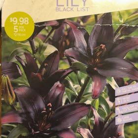 Plant care for Lilium 'Painted Pixie' on Greg, the plant care app