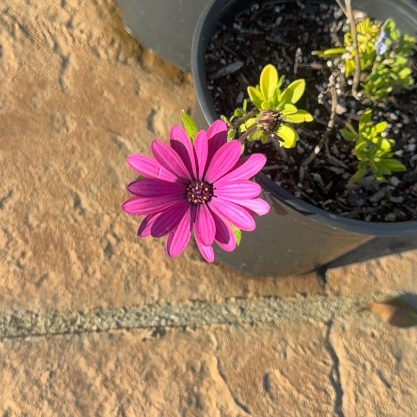 Photo of the plant species African Daisy 'D Purple' by @LpcRookie named Kylie on Greg, the plant care app