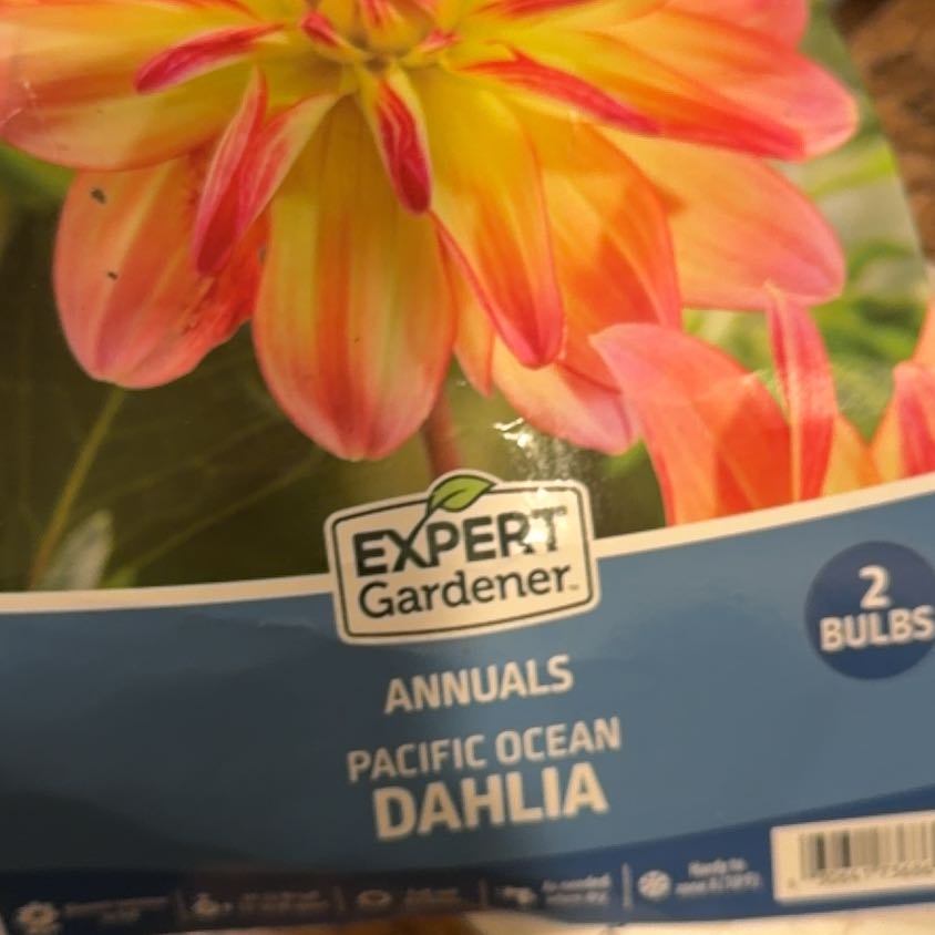 Photo of the plant species Pacific Ocean Dahlia by @LpcRookie named Hemingway on Greg, the plant care app
