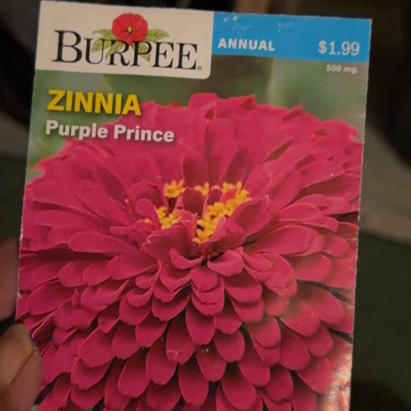 Photo of the plant species Zinnia 'Purple Prince' by @LpcRookie named Zinnie P on Greg, the plant care app