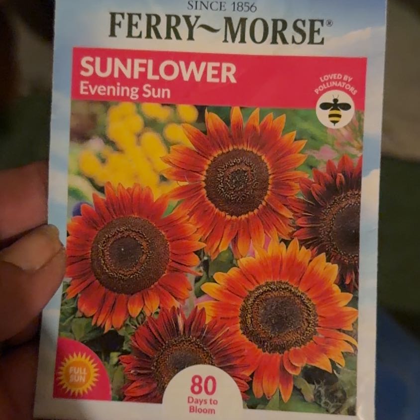 Photo of the plant species Evening Sun Sunflower by @LpcRookie named Robert Plant on Greg, the plant care app