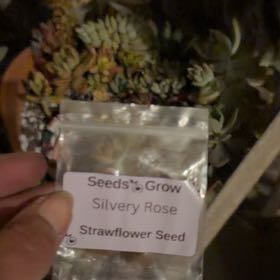 Photo of the plant species Silvery Rose Strawflower by @LpcRookie named Rainier on Greg, the plant care app