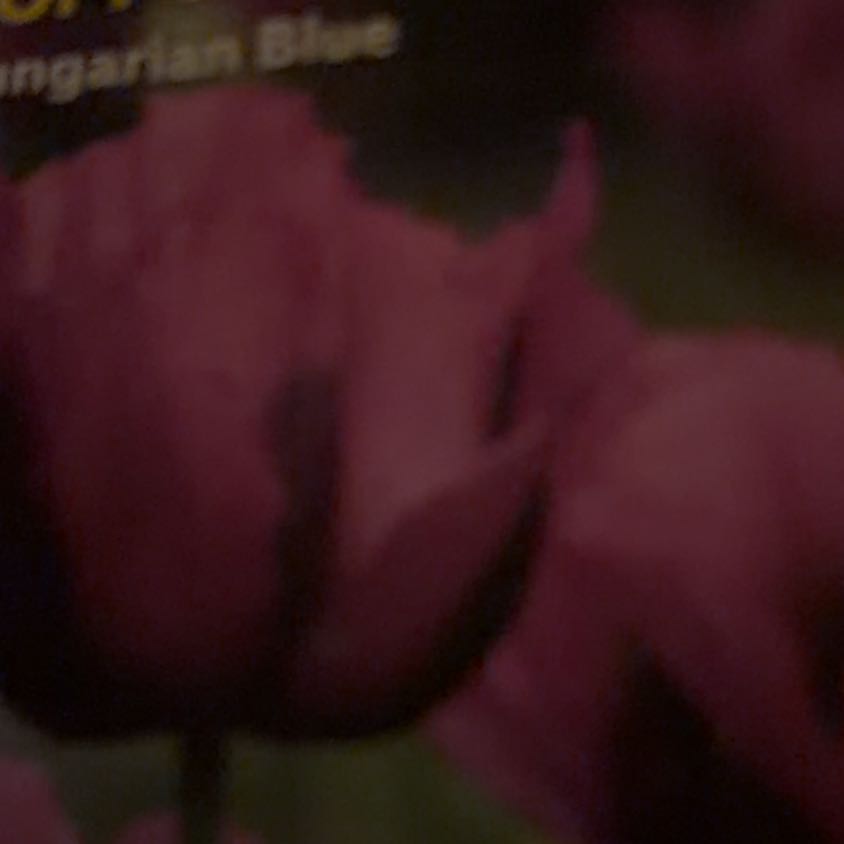 Photo of the plant species Hungarian Blue Poppy by @LpcRookie named Blue Poppy on Greg, the plant care app