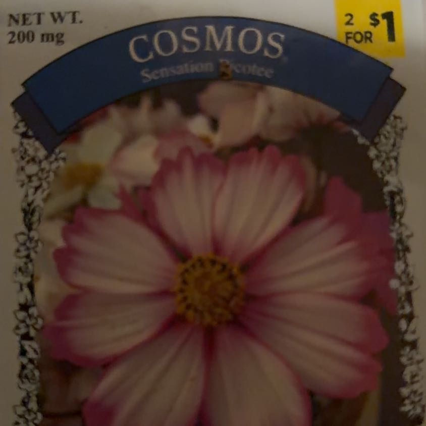Photo of the plant species Sensation Picotee Cosmos by @LpcRookie named Mando on Greg, the plant care app