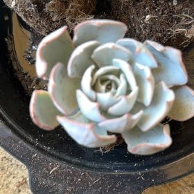 Photo of the plant species Echeveria Subsessilis by @LpcRookie named Surya on Greg, the plant care app