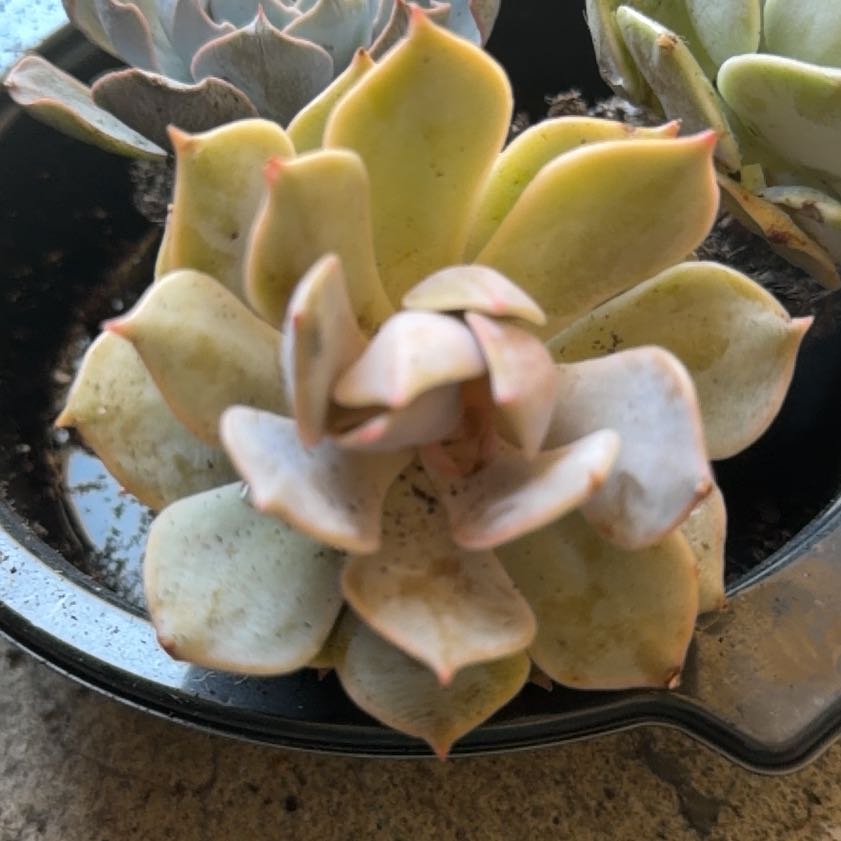 Photo of the plant species Angel Kissed by @LpcRookie named Pax on Greg, the plant care app