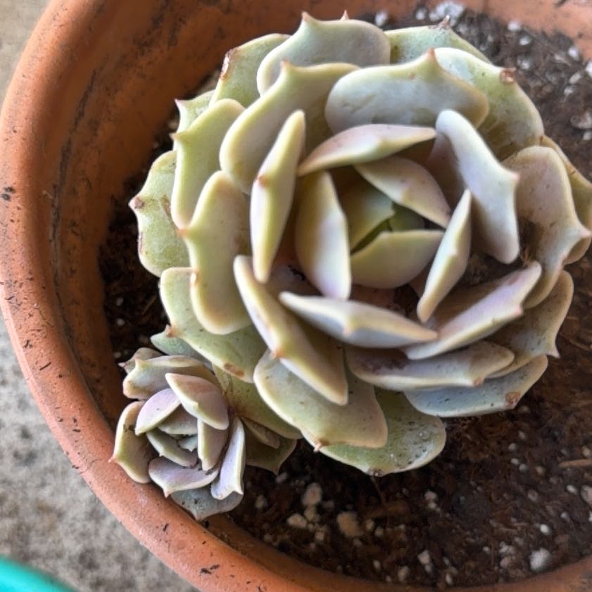 Photo of the plant species Echeveria 'Pink Diamond' by @LpcRookie named Morgan Treeman on Greg, the plant care app