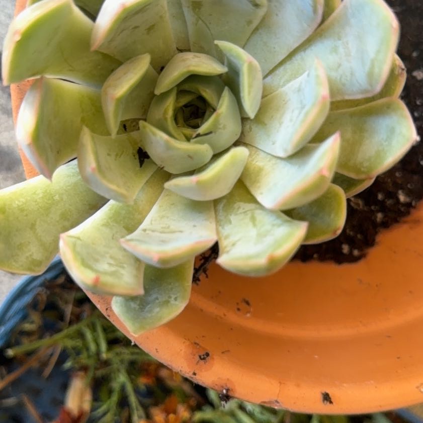 Photo of the plant species Echeveria 'summer' by @LpcRookie named Summer on Greg, the plant care app
