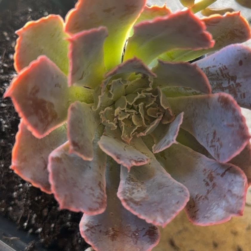 Photo of the plant species Echeveria 'Neon Breakers' by @LpcRookie named Neon on Greg, the plant care app