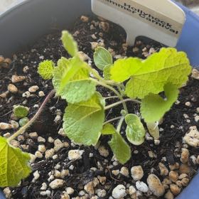 Photo of the plant species Hollyhock 'Summer Carnival Mix' by @LpcRookie named Bodhi on Greg, the plant care app