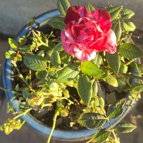 Photo of the plant species Beach Rose by @LpcRookie named da Vinci on Greg, the plant care app
