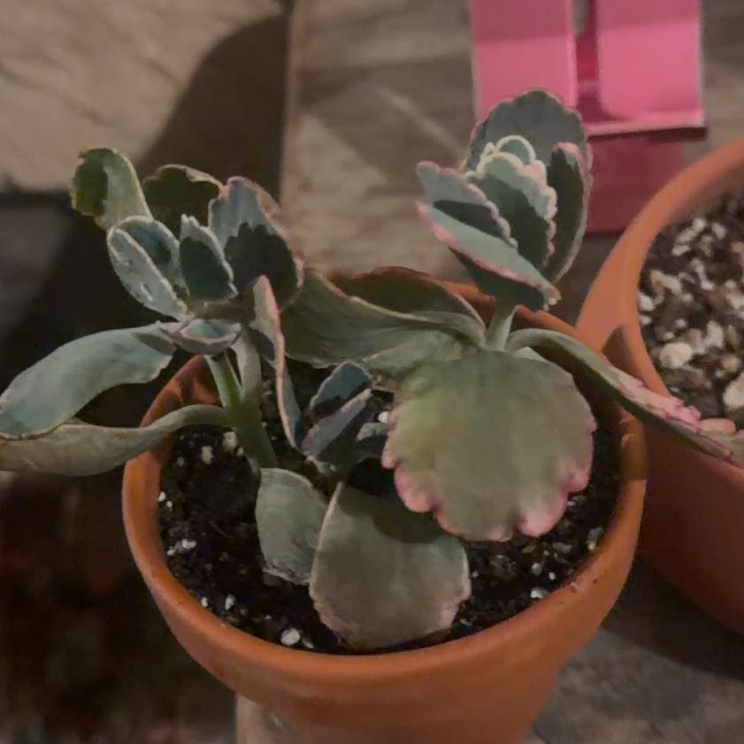 Photo of the plant species Tricolor Lavender Scallops by @LpcRookie named Scully on Greg, the plant care app