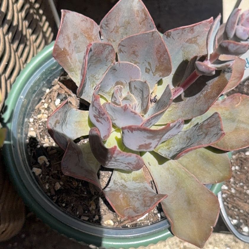 Photo of the plant species April Lilac by @LpcRookie named April Lilac on Greg, the plant care app