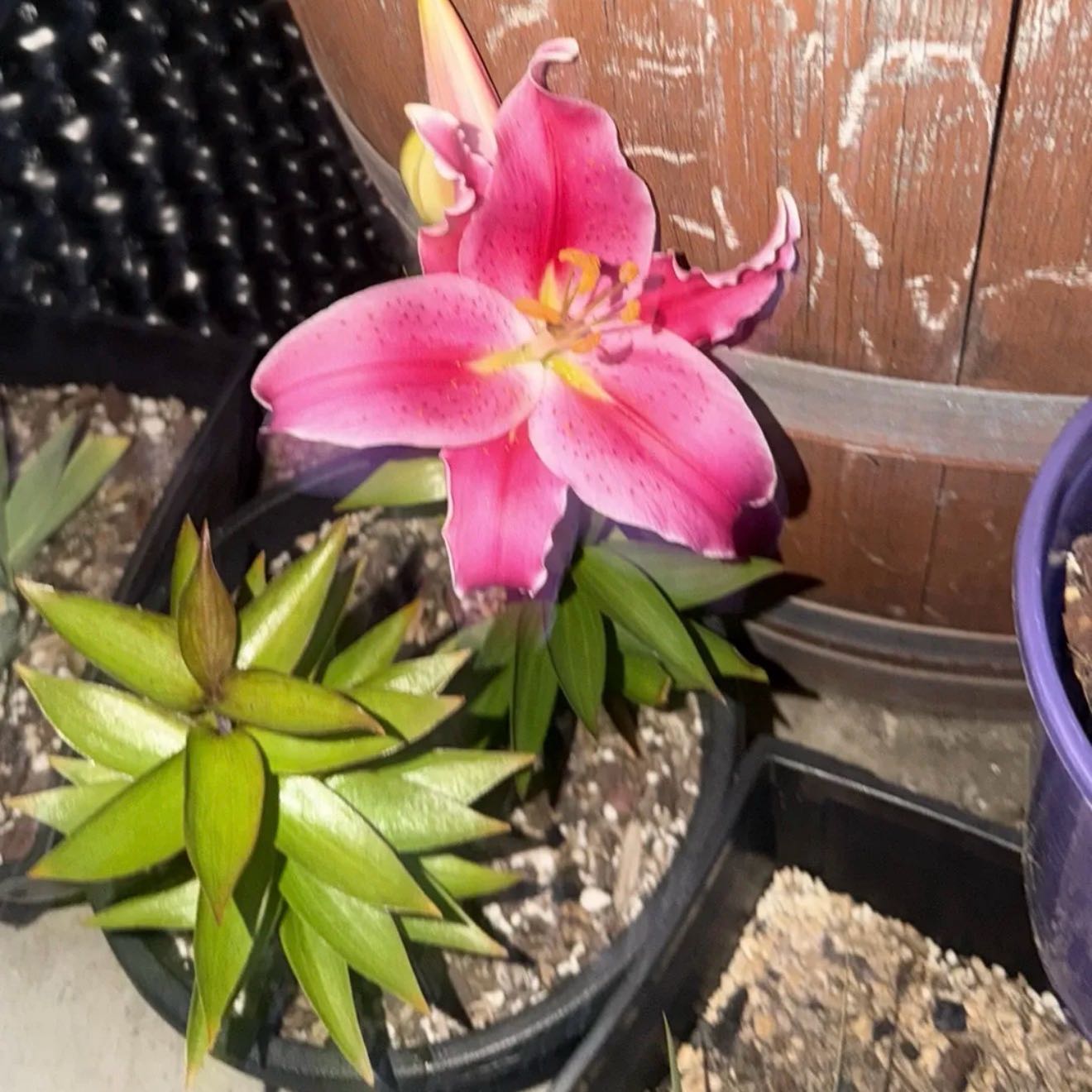 Photo of the plant species Stargazer Lily by @LpcRookie named Sol on Greg, the plant care app