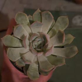 Photo of the plant species Echeveria 'summer' by @LpcRookie named Lola on Greg, the plant care app