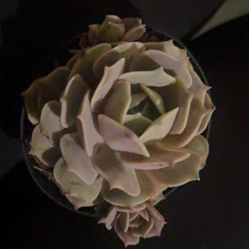 Photo of the plant species Echeveria 'Pink Diamond' by @LpcRookie named Scarlett on Greg, the plant care app
