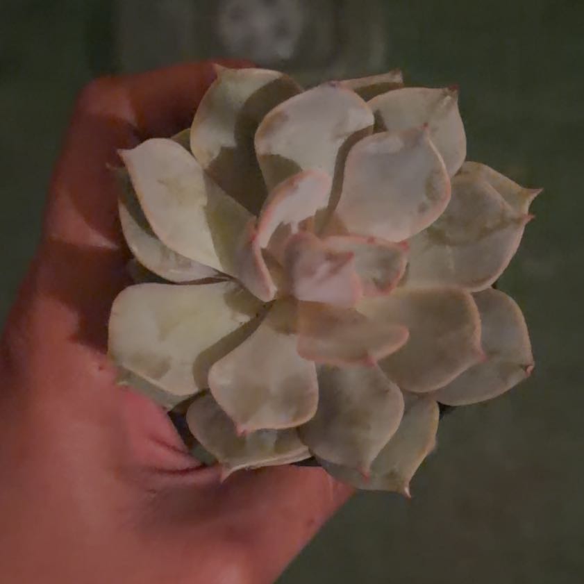 Photo of the plant species Angel Kissed by @LpcRookie named Harry on Greg, the plant care app